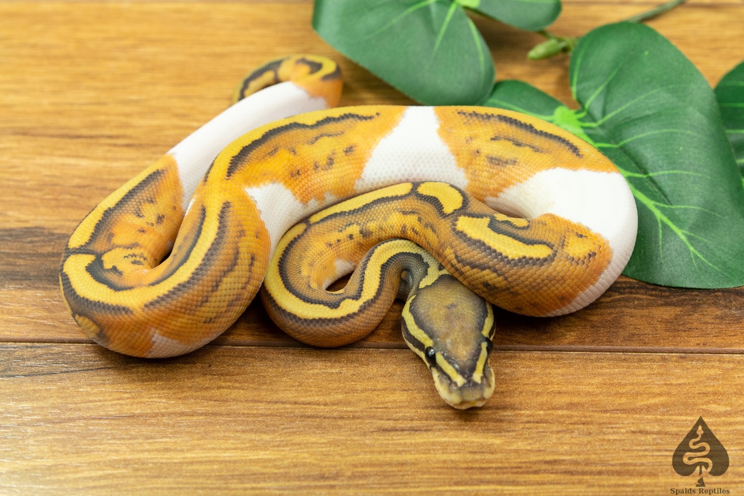 Hypo Pied Ball Python by Spaids Reptiles - MorphMarket