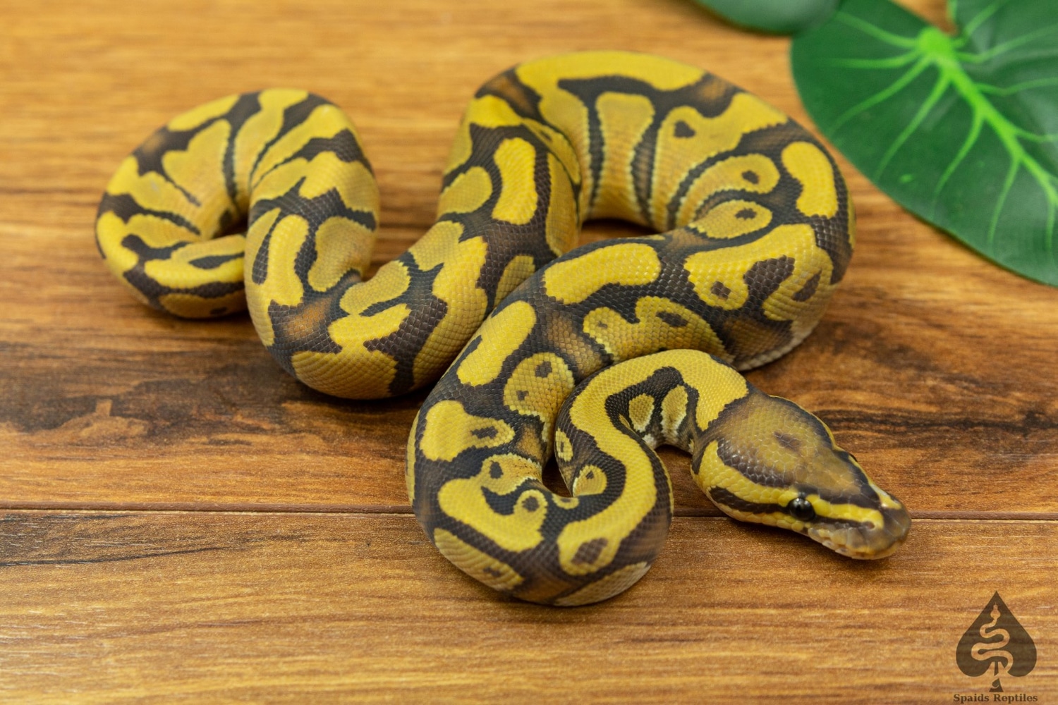 Enchi Hypo Dh Clown Pied Ball Python by Spaids Reptiles - MorphMarket