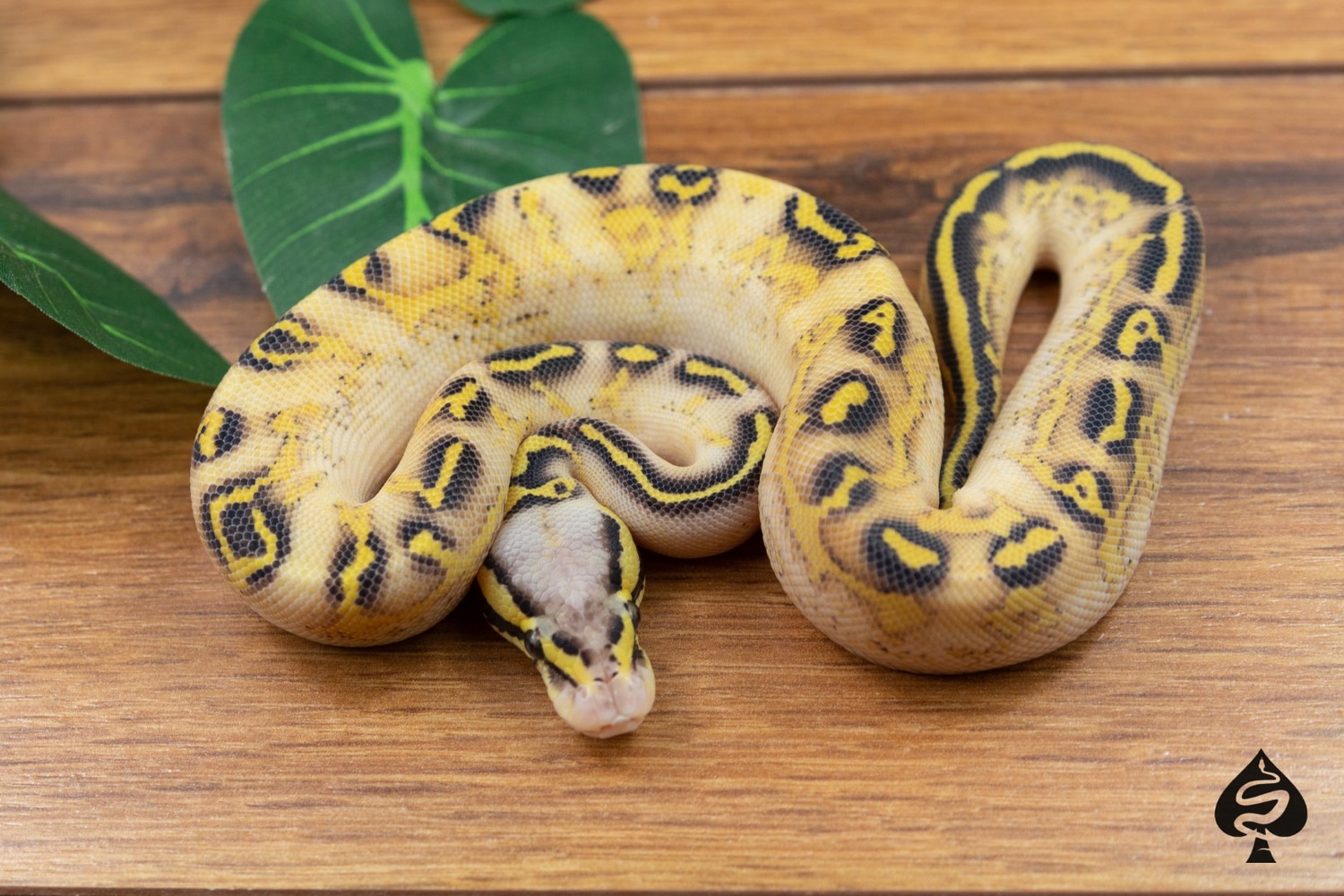 Pastel Freeway Ball Python by Spaids Reptiles - MorphMarket