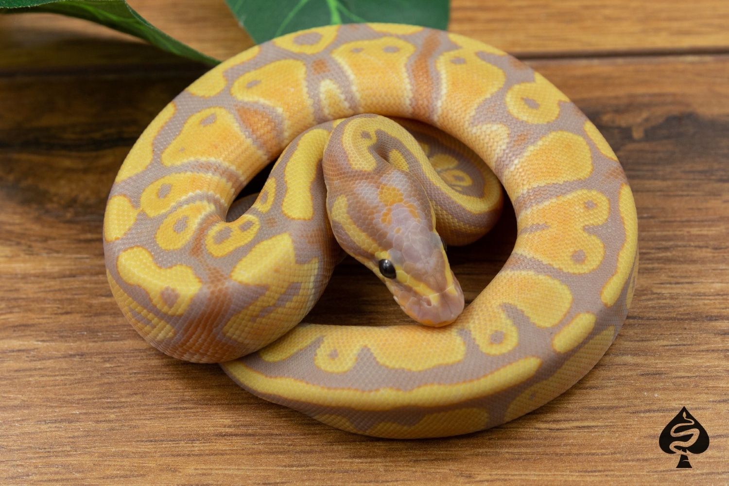 Banana Russo Het Pied Ball Python by Spaids Reptiles MorphMarket