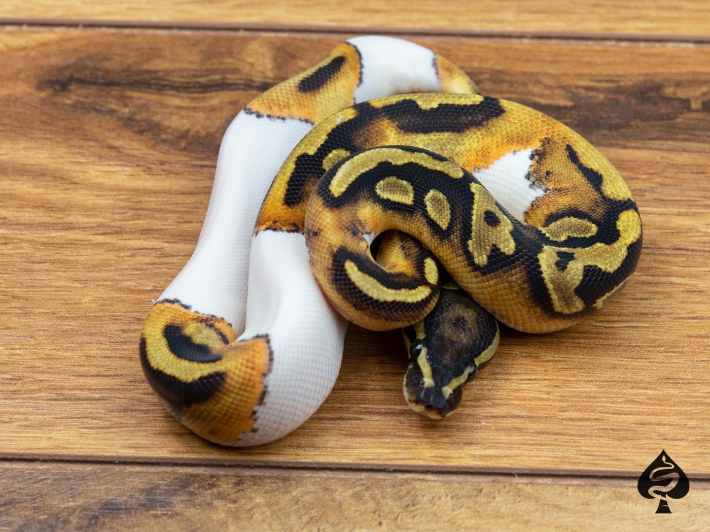 Pied Het Candino Ball Python by Spaids Reptiles - MorphMarket