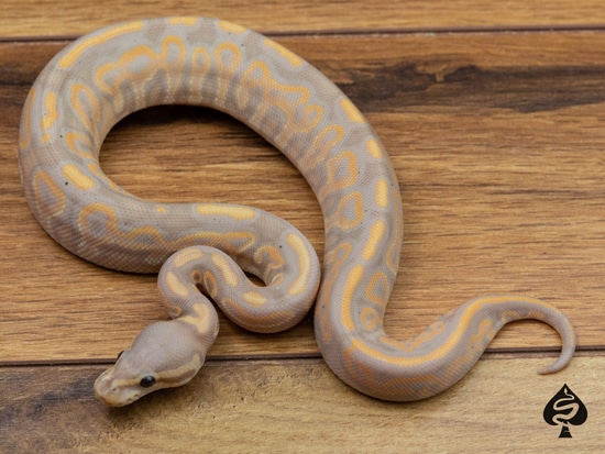 Barnhart Black Pastel Banana Het Hypo Het Pied 50% Het Clown Ball ...