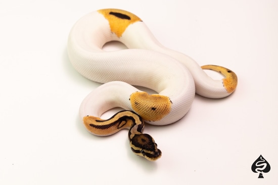 OD Pied 66% Het Hypo Ball Python by Spaids Reptiles
