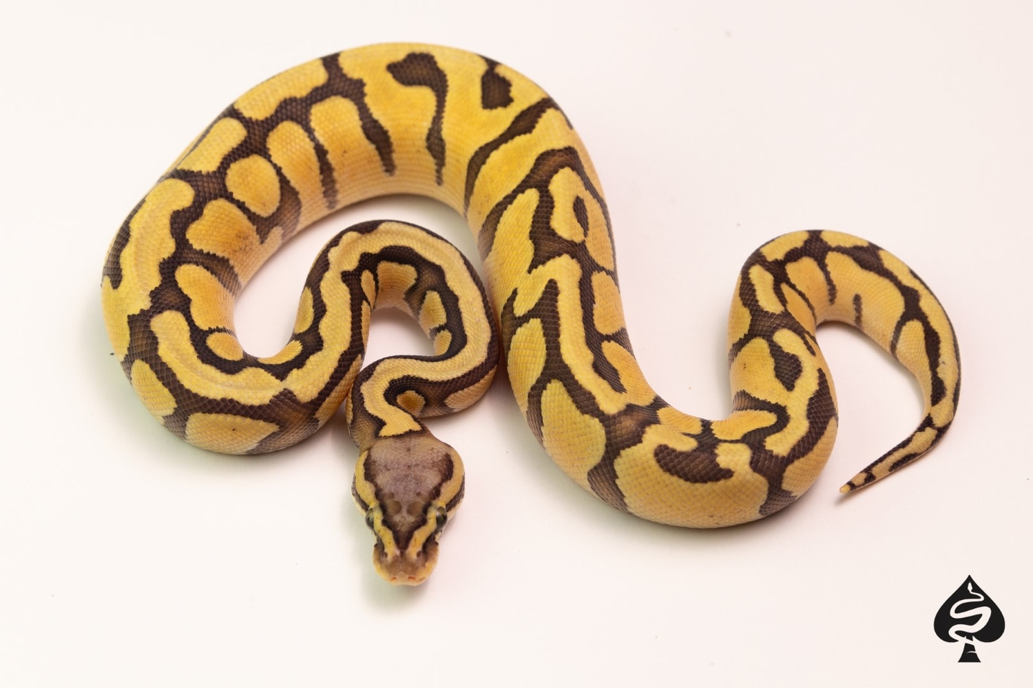 Pastel Enchi Hypo Het Pied Ball Python by Spaids Reptiles - MorphMarket
