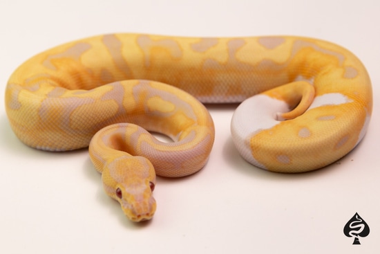 Candino Pied Ball Python by Spaids Reptiles