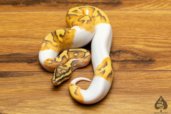 Pastel Enchi Hypo Pied Ball Python by Spaids Reptiles