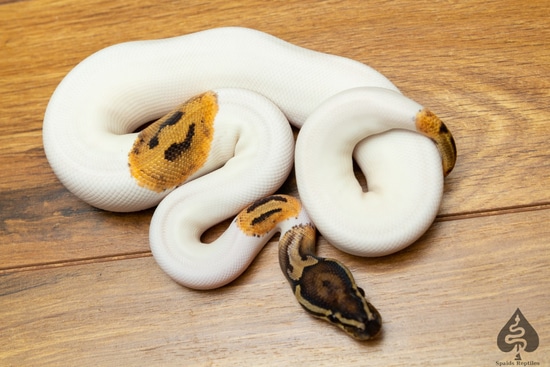 Pied Het Hypo 50% Het Clown Ball Python by Spaids Reptiles