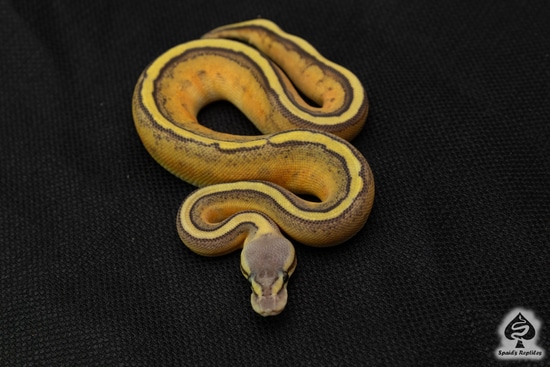 Pastel Hypo Genetic Stripe 50% Het Albino Ball Python by Spaids Reptiles