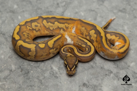 Hypo Pied (Metal Flake) Ball Python by Spaids Reptiles