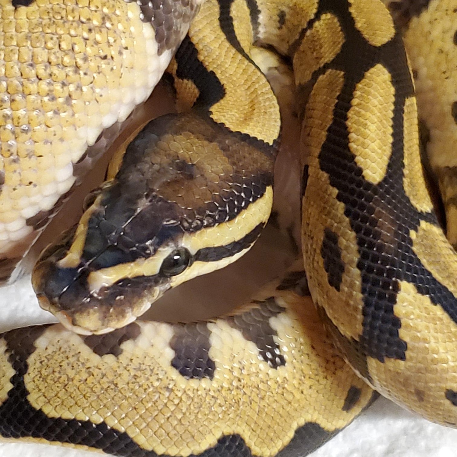 Fire Male Ball Python by Hydra Exotic Creations - MorphMarket