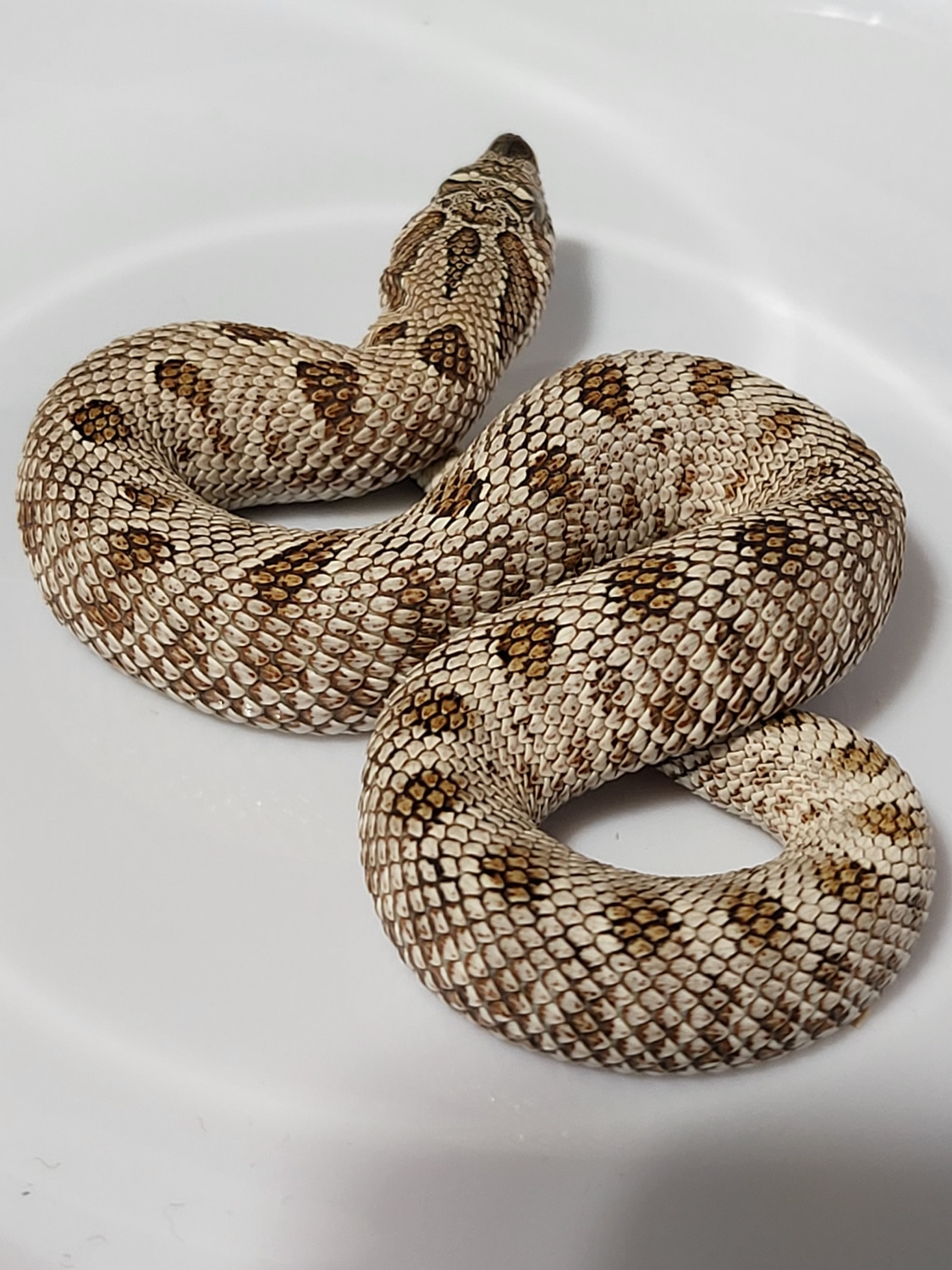 Watermelon Python Watermelon Arctic Anaconda 100% Albino, 66% Ph Sable,50% Ph Axanthic ...