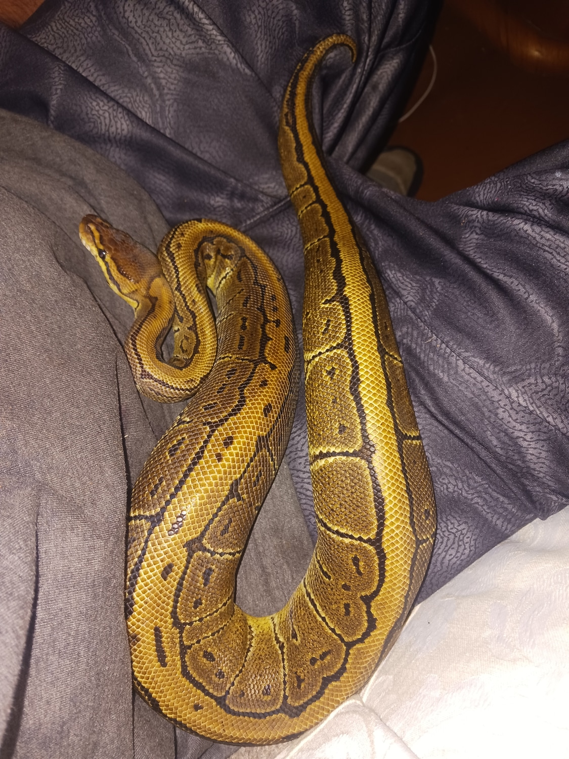Pinstripe Ball Python by Sparky's Serpents - MorphMarket