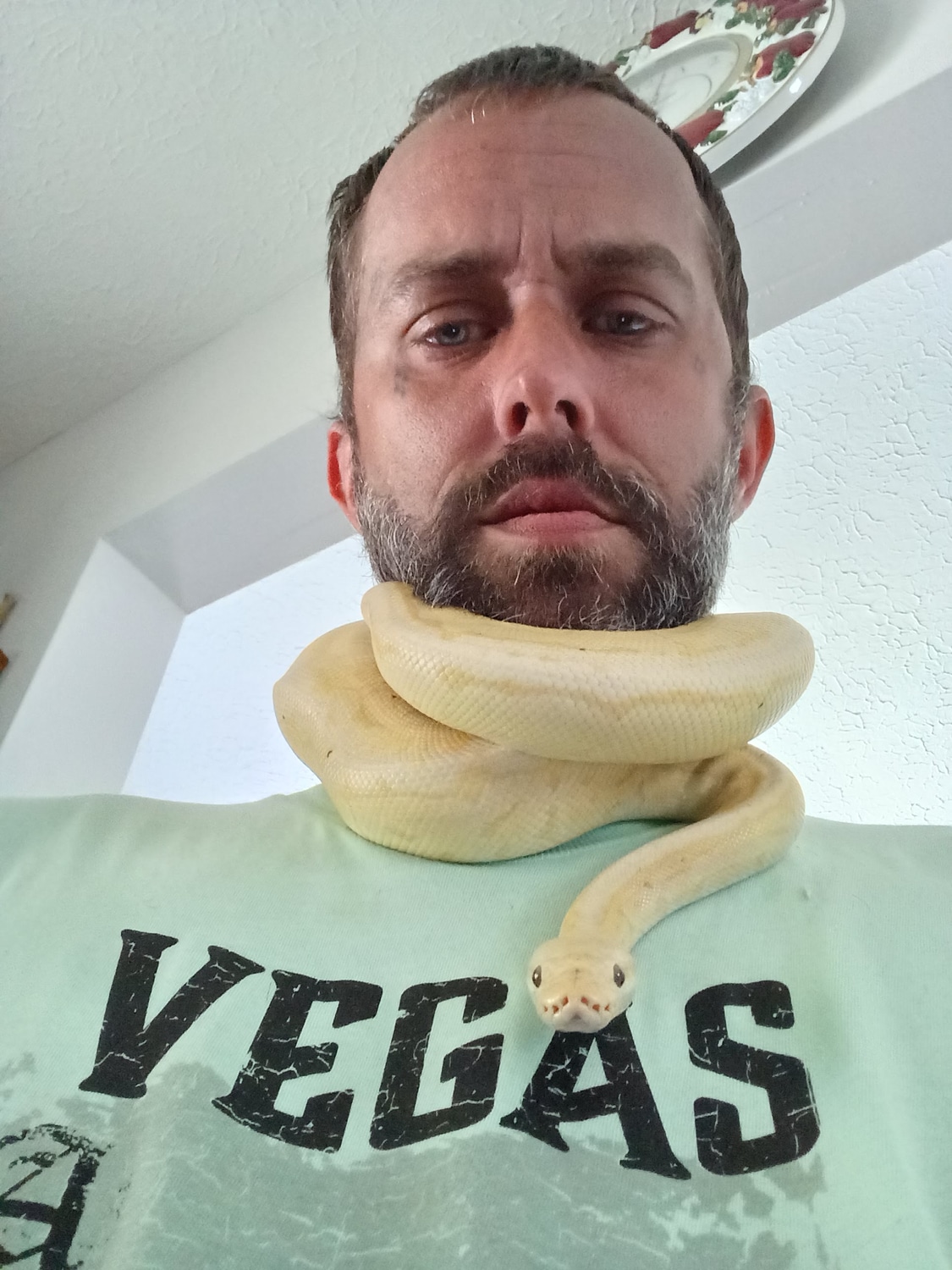 Lemon Blast Ball Python By Sparky s Serpents MorphMarket Lemon blast ball python by sparky s serpents morphmarket