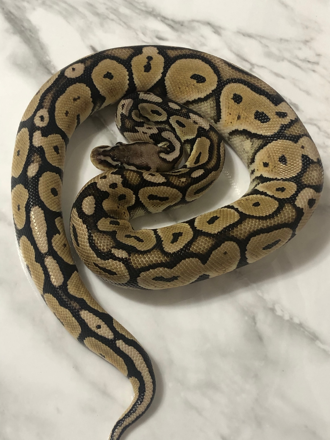 Pastel Het Red Axanthic Ball Python by Spartan Reptiles - MorphMarket