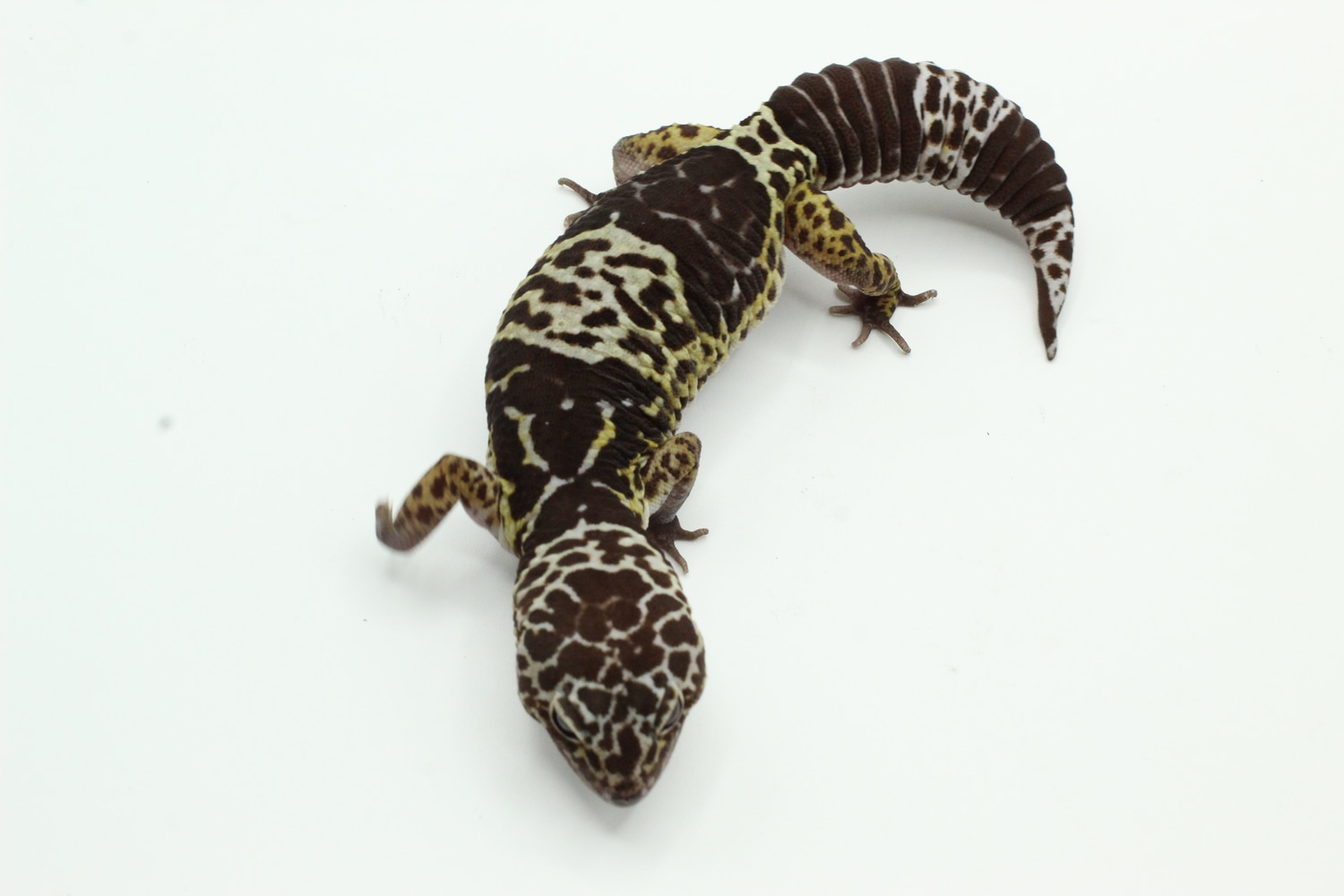 1.1 Eublepharis fuscus (West Indian Leopard Gecko)