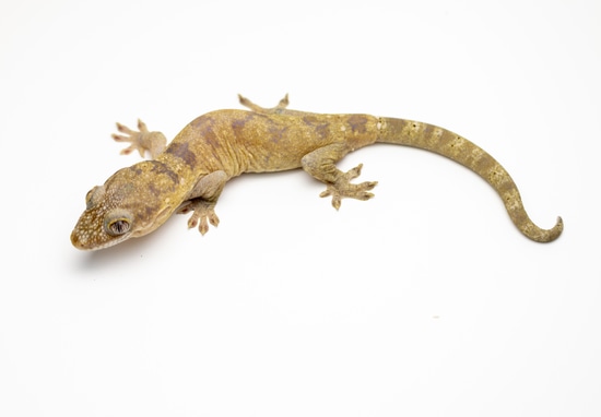 Lesser Gecko Lesser Rough-snouted Giant Gecko - Rhacodactylus Trachycephalus More ...