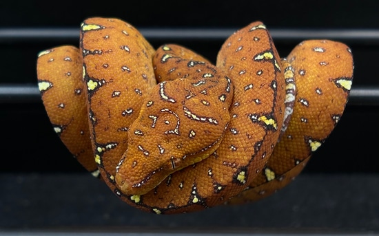 USCBB Manokwari Heavy Lineage Green Tree Python by The Reptile Perch