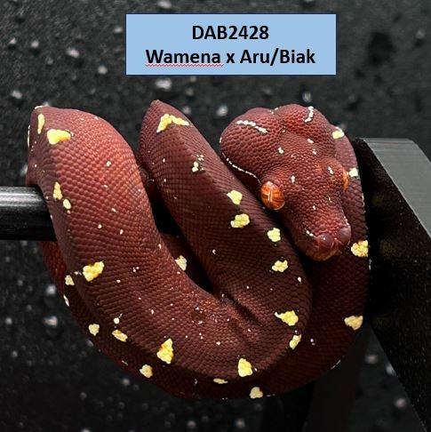 USCBB Wamena X Aru/Biak Green Tree Python by The Reptile Perch
