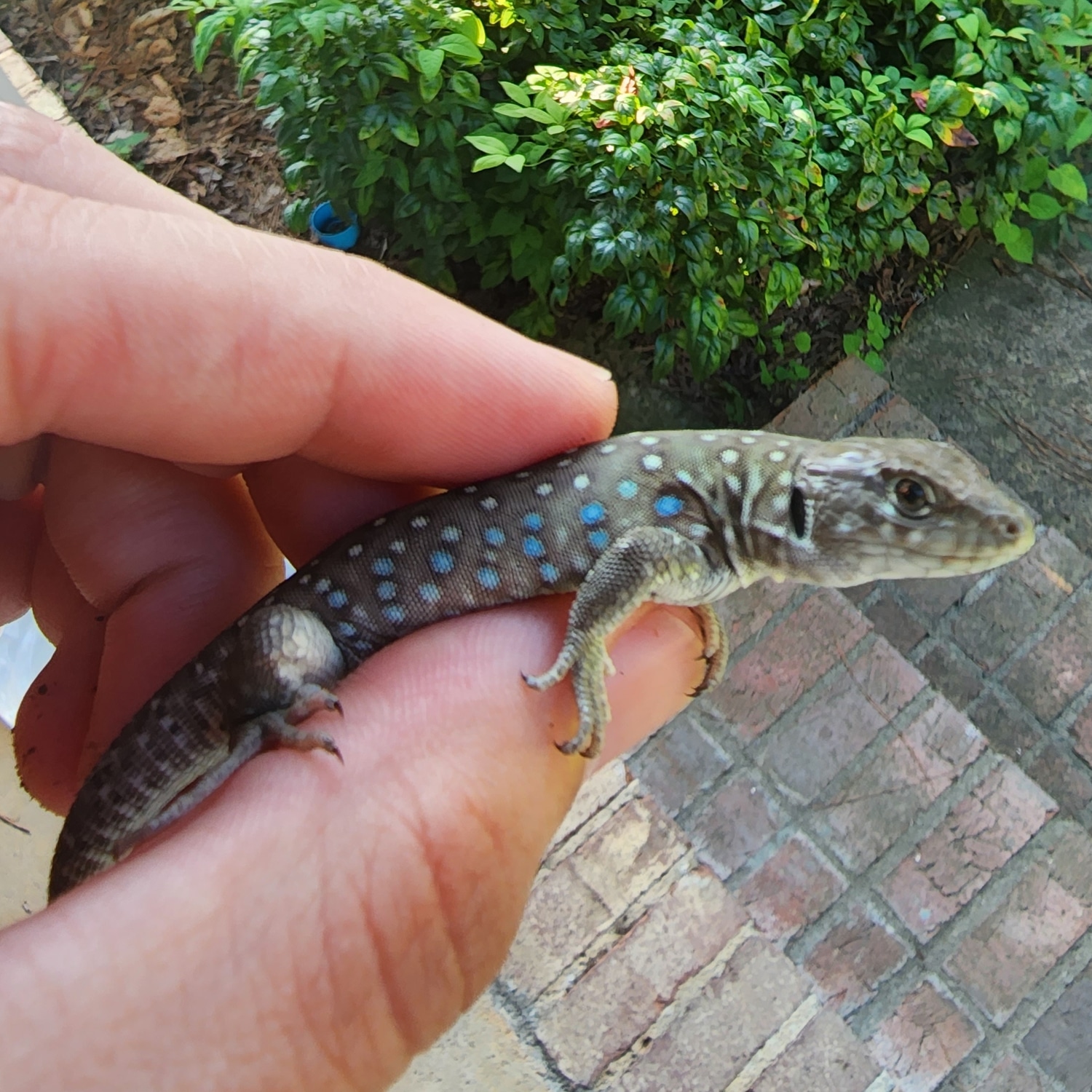 Jeweled Lacerta by Spectrum Scales MorphMarket