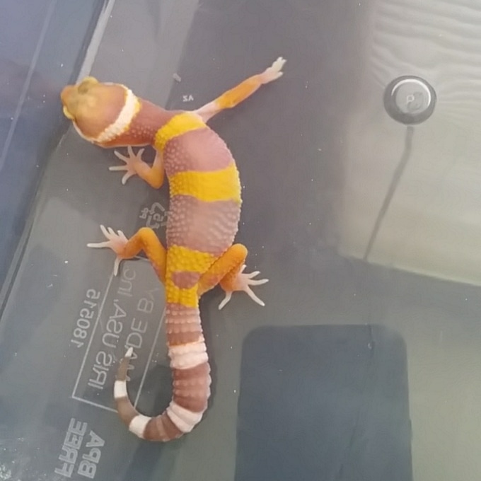 Tremper Het Marble Eye Leopard Gecko by SunnySide Geckos - MorphMarket