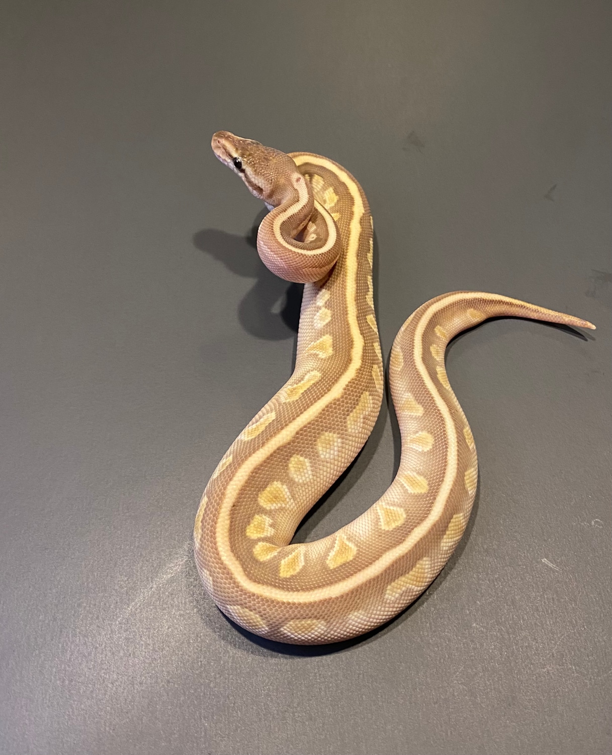 Soul Sucker Ball Python by SD Reptiles - MorphMarket