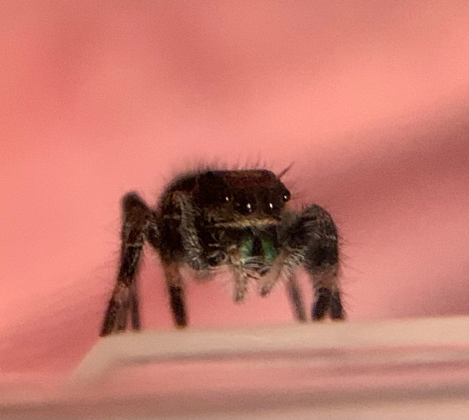 Regal Jumping Spider Sling Phidippus Regiusunsexed I3i4 True Spider