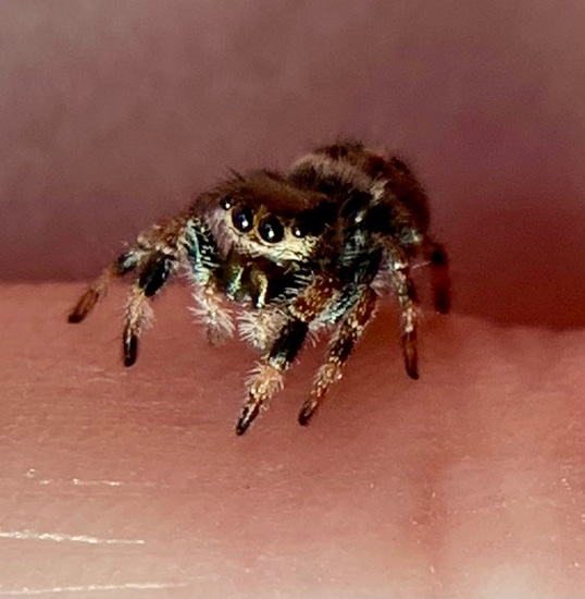 Captive Bred Phidippus Regius Juvenile Regal Jumping Spider Instar 6 by