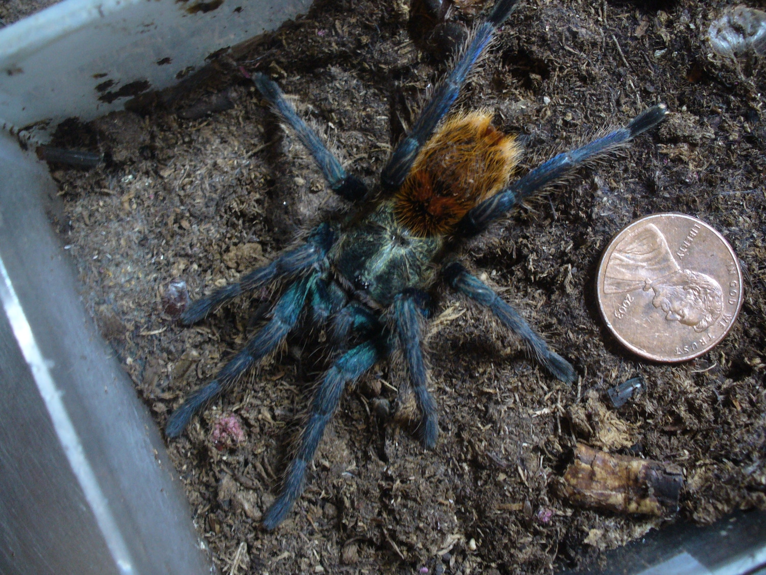 Greenbottle Blue 3" Female Chromatopelma Cyaneopubescens Tarantula by