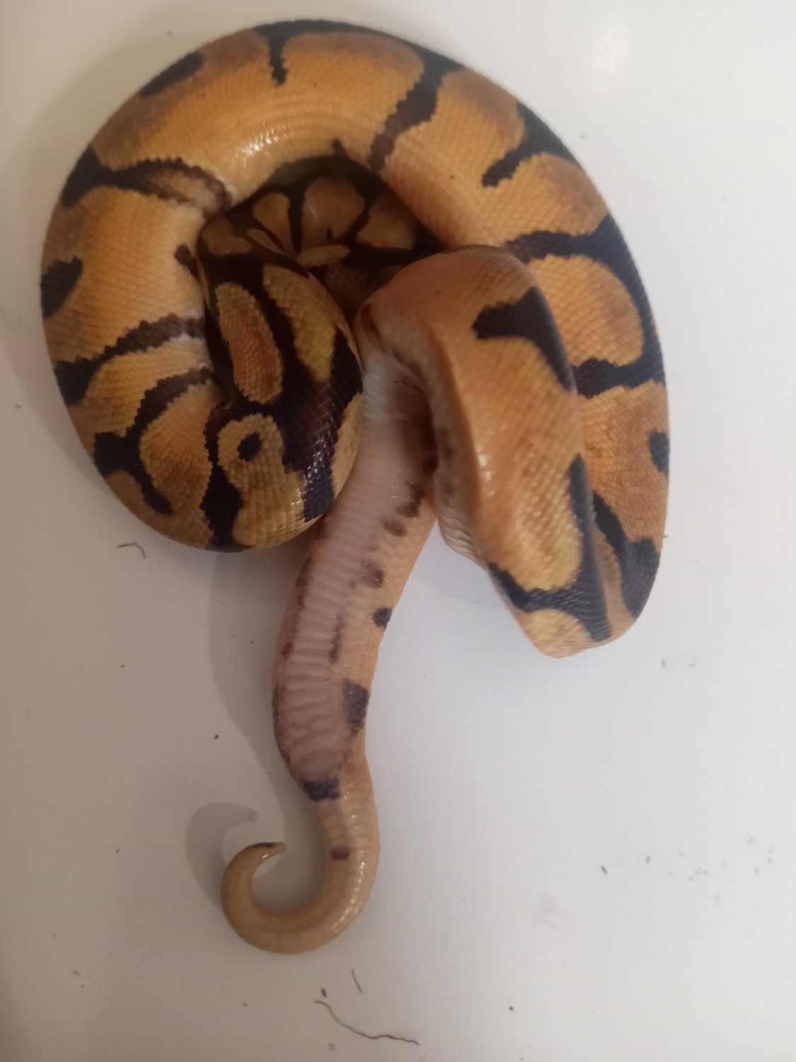 Pastel Super Enchi 66 Dh Clown Desert Ghost 50 Dh Pied Lavender Ball