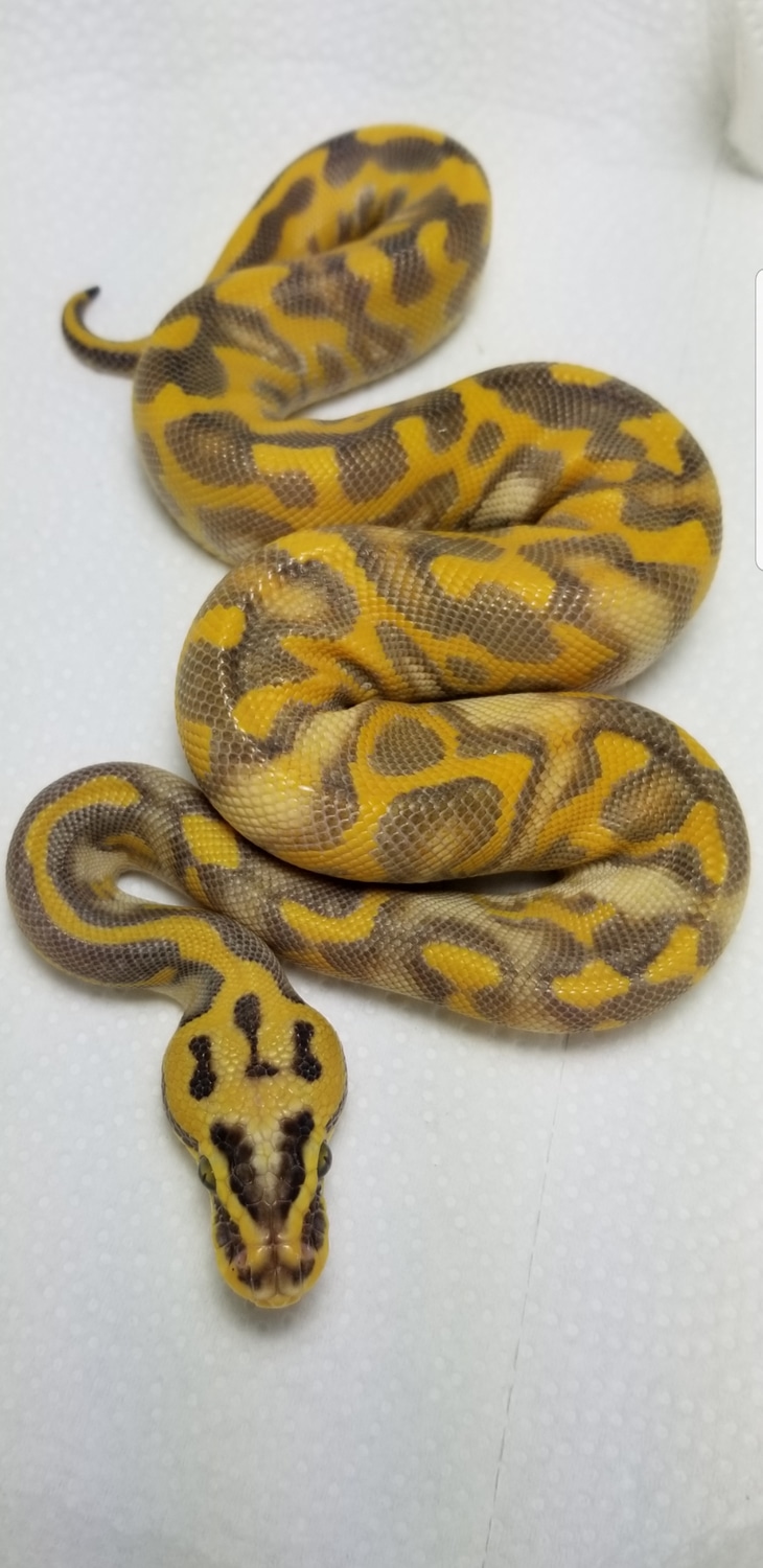 Pastel Leopard Enchi Highway Ball Python by Shane's Serpents MorphMarket