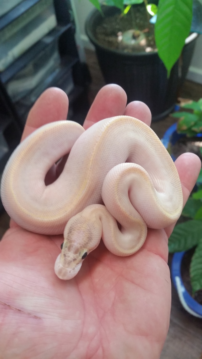 Vanilla Ivory Poss Pastel Male 200 Ball Python by Splendidserpents ...