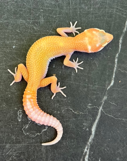 Sunglow Tremper Ph Eclipse TSF Leopard Gecko by Southwest Geckos