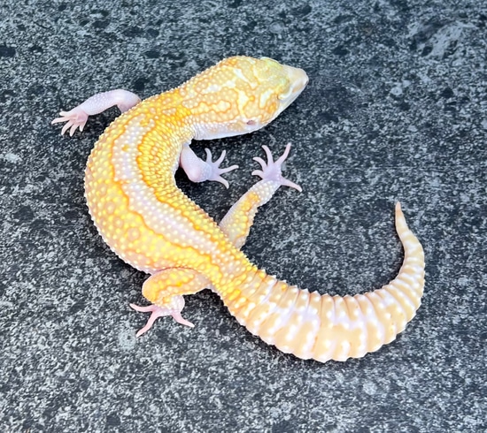 Snow Raptor Possible W/Y Leopard Gecko by Southwest Geckos, LLC