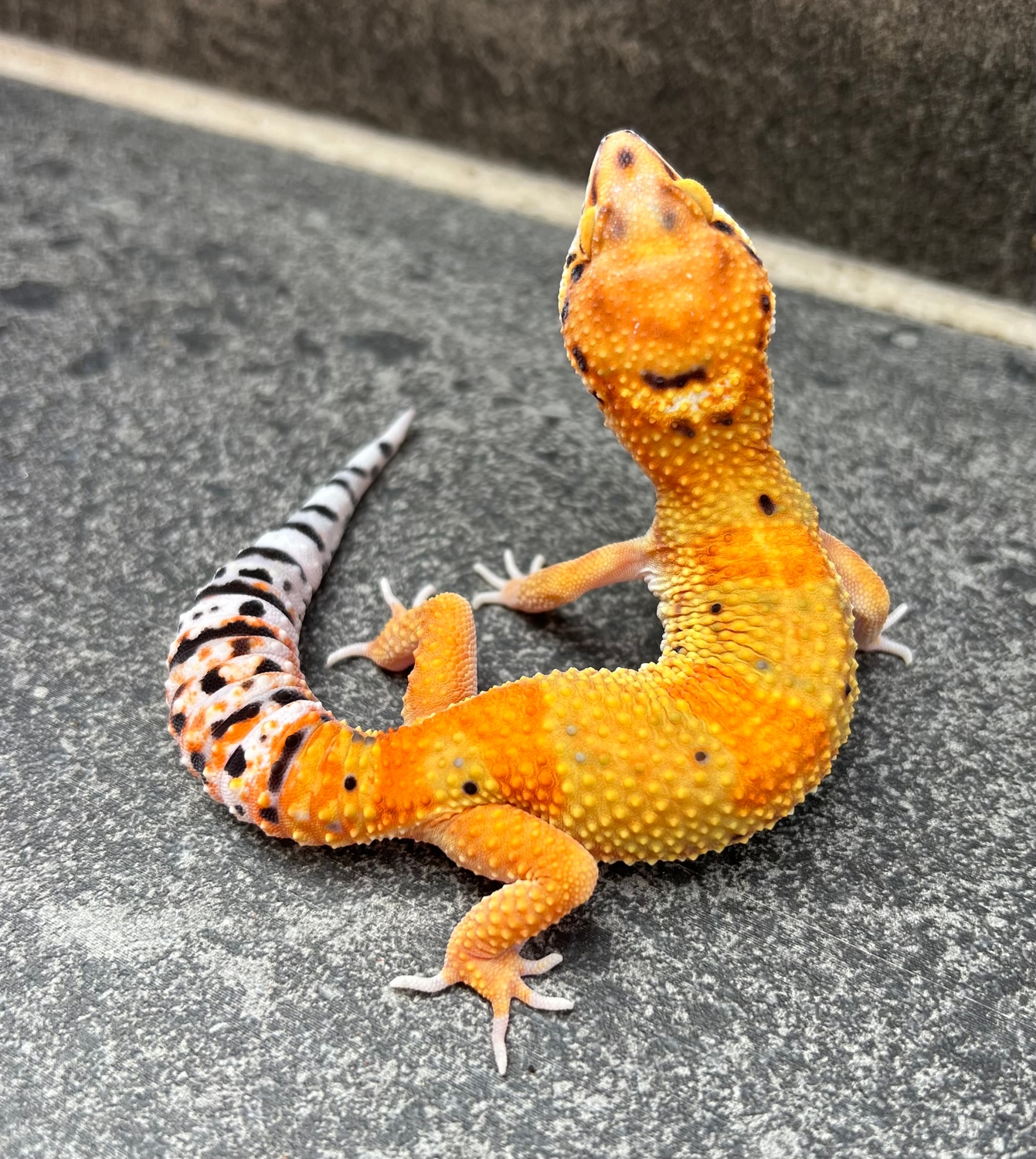 Mandarin Inferno Blood Emerine Het Tremper Leopard Gecko by Southwest