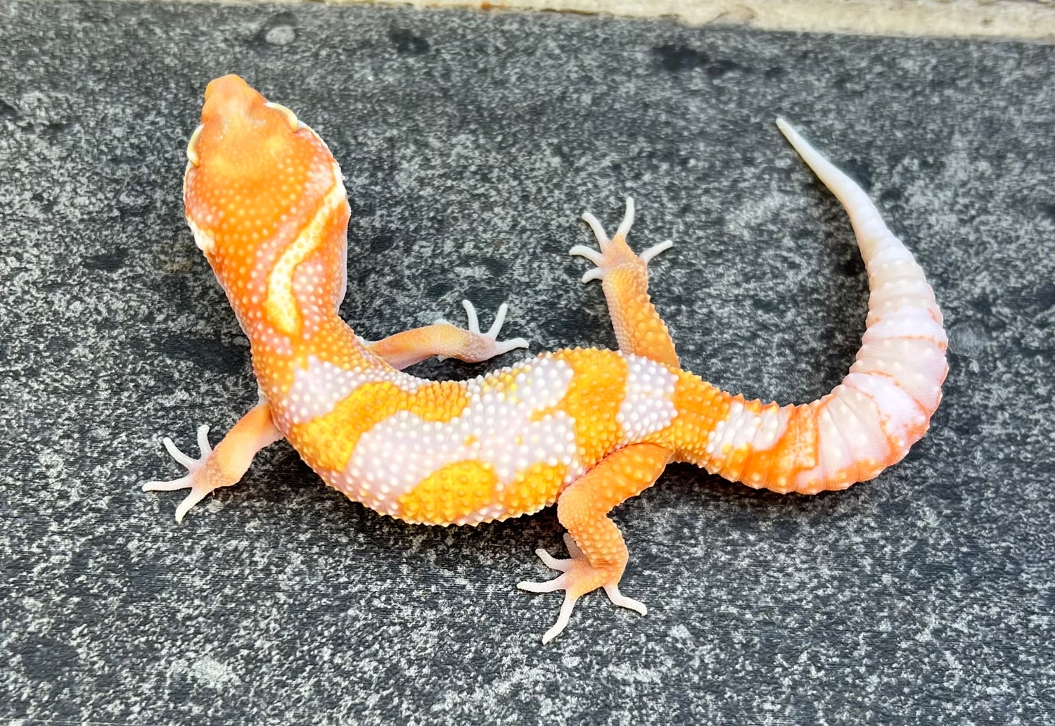 Extreme Emerine TSM Leopard Gecko by Southwest Geckos, LLC - MorphMarket