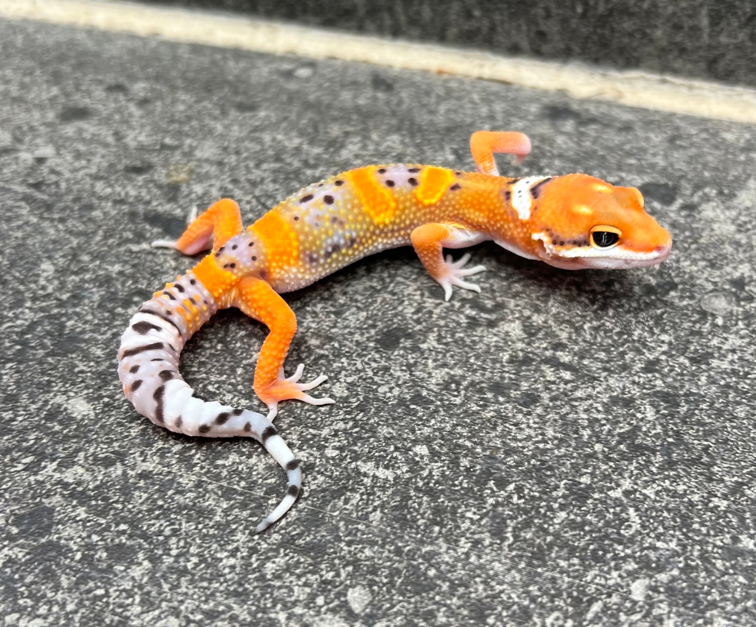 Mandarin Inferno Blood Emerine TSM Leopard Gecko by Southwest Geckos