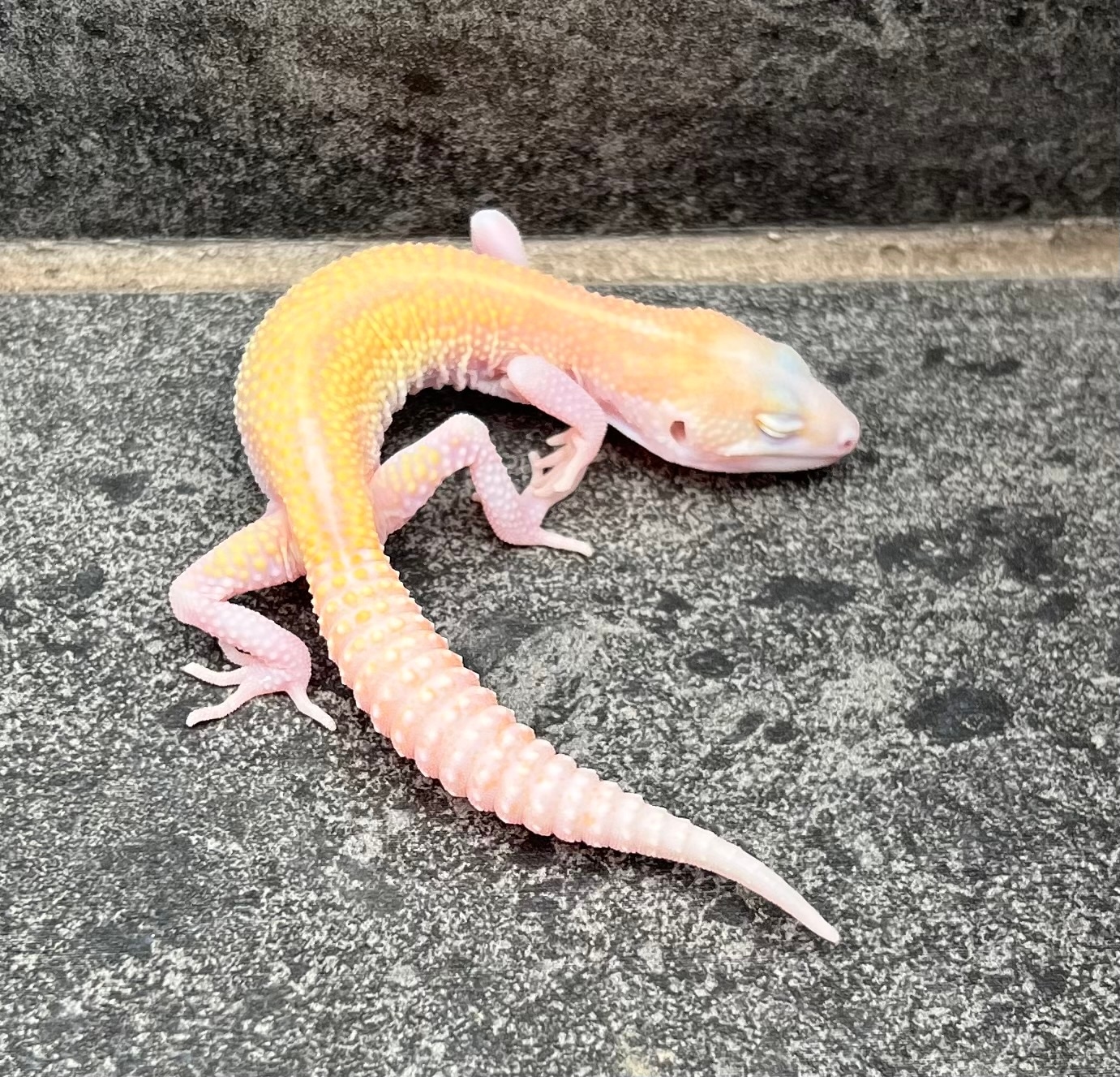 Snow Raptor TSF Leopard Gecko by Southwest Geckos, LLC - MorphMarket