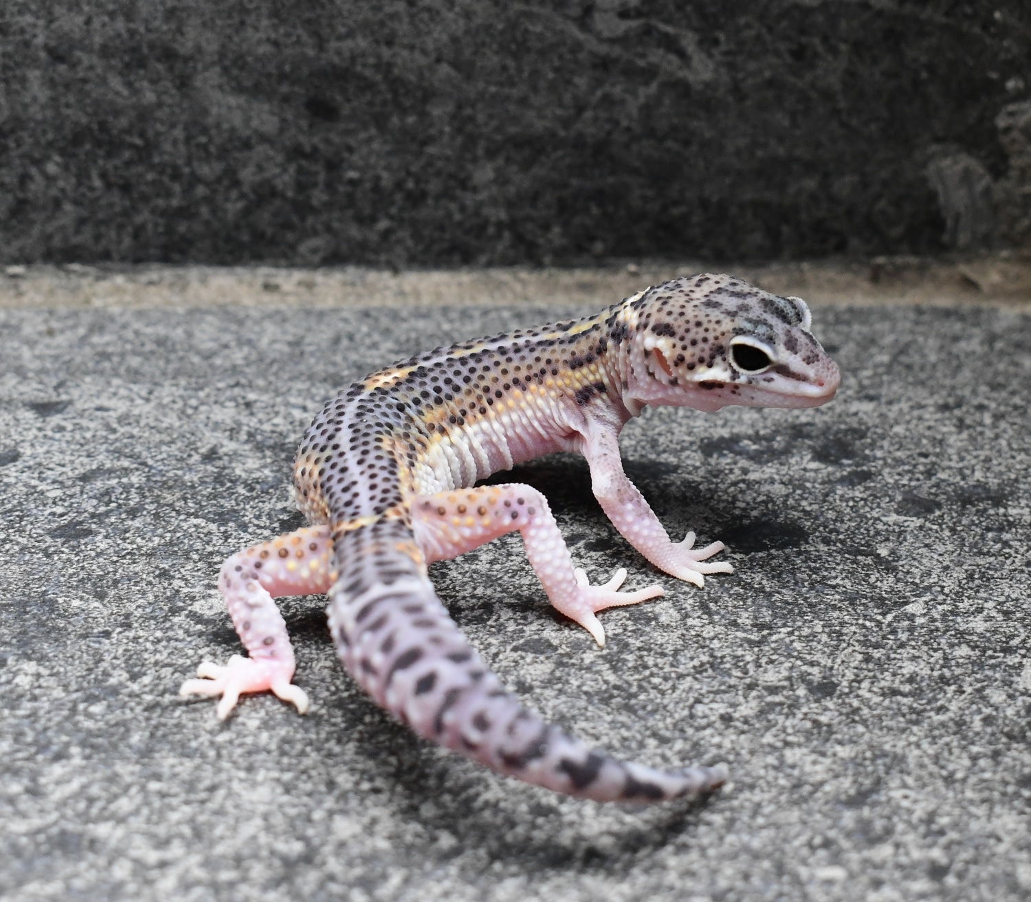 Snow Eclipse Black Night/Panda line ph Tremper TSM Profile Picture