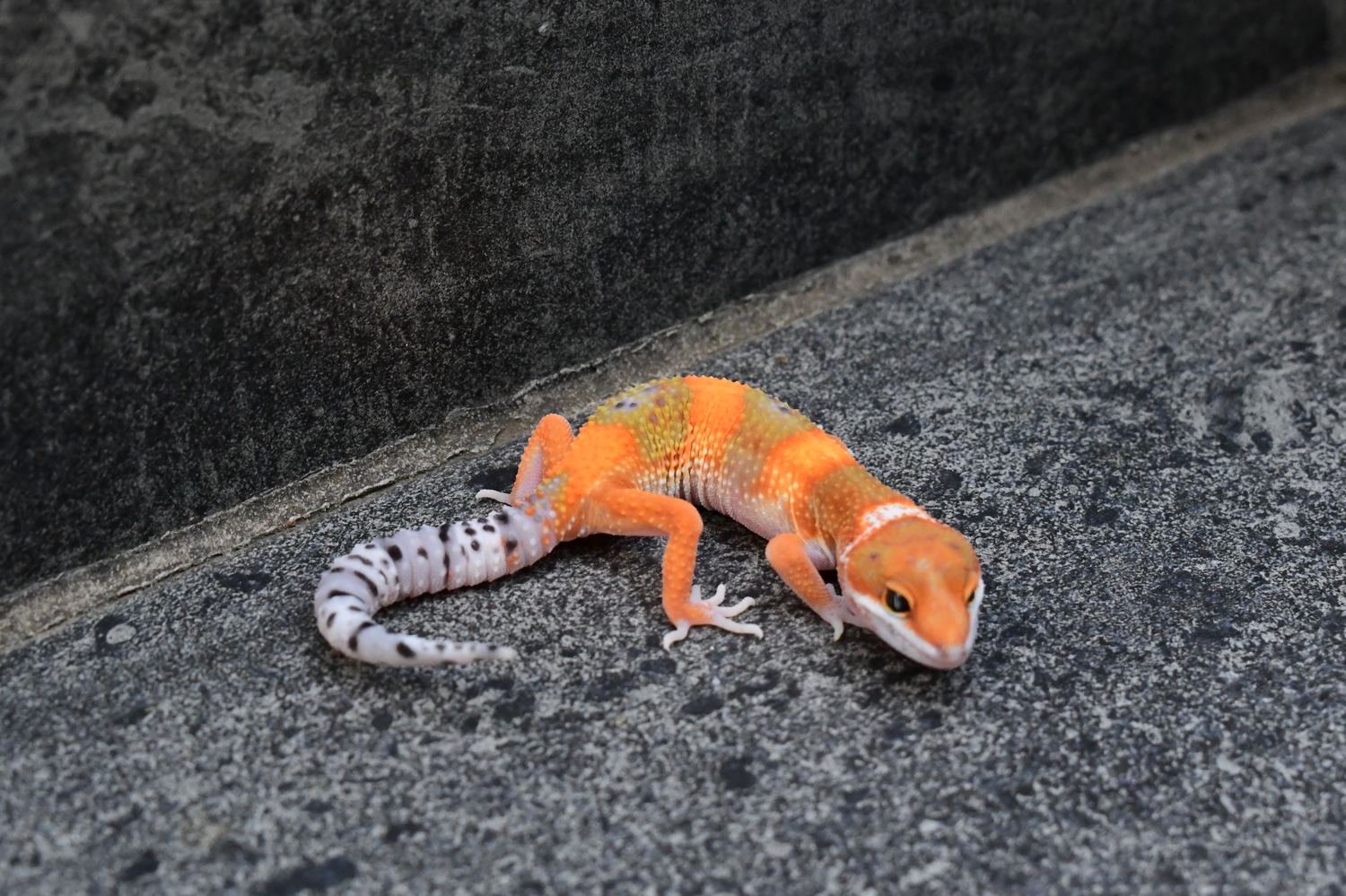 Blood Emerine het Tremper ph Eclipse TSF Profile Picture