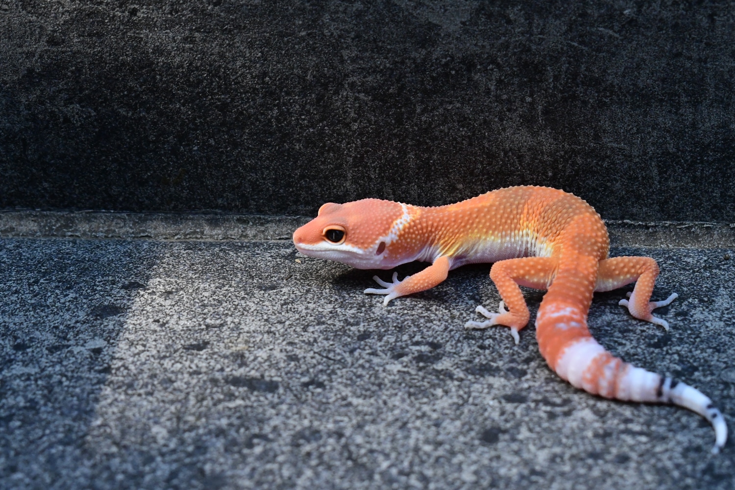 Blood ph Raptor TSM Profile Picture