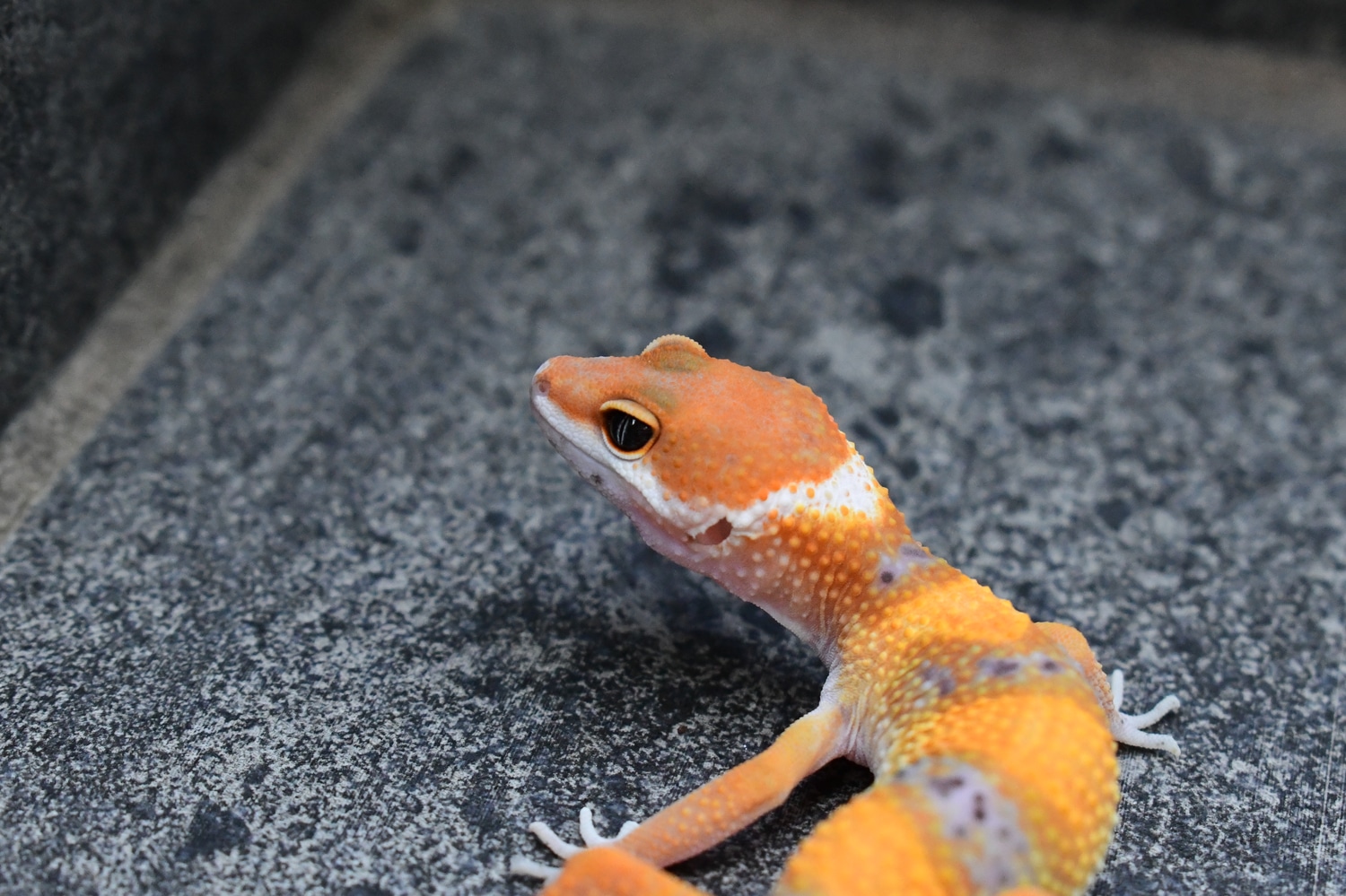 Blood Emerine het Tremper ph Eclipse TSF Profile Picture