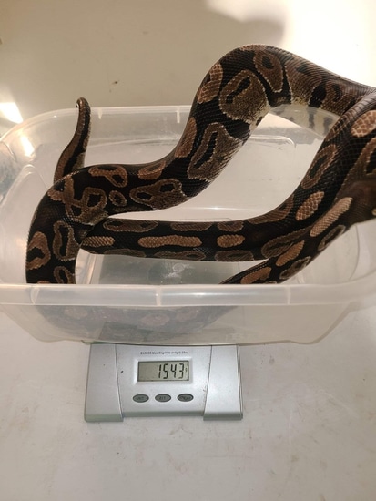 Normal Ball Python by Wicked Morphs Inc.