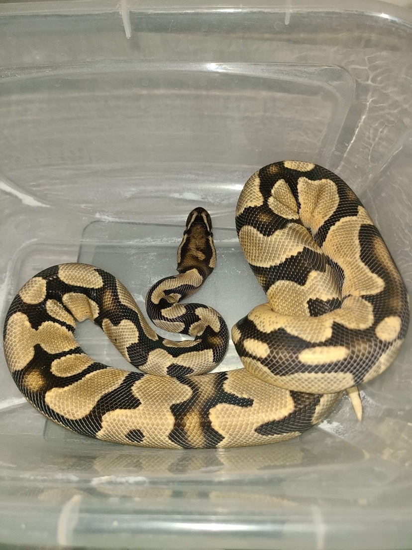 Orange Dream, Yellowbelly/Specter Ball Python by Wicked Morphs Inc ...