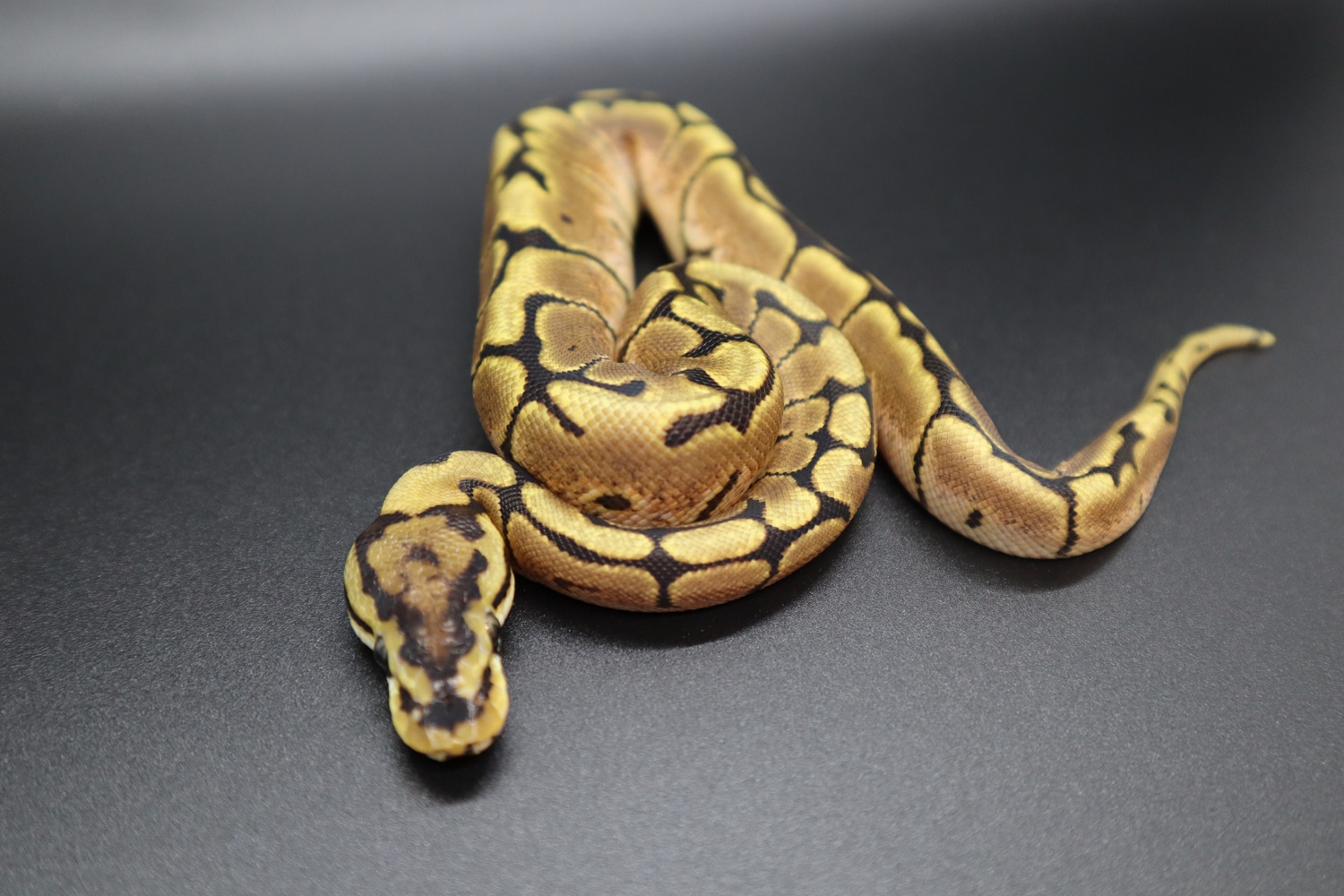 Spider Ball Python by Spoonman Ball Pythons - MorphMarket