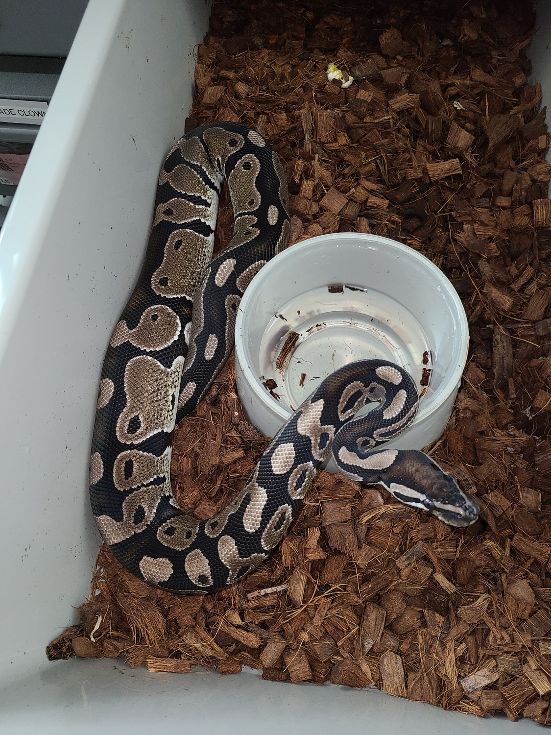 Axanthic (VPI) Pied Pair Ball Python by Spoonman Kreations MorphMarket