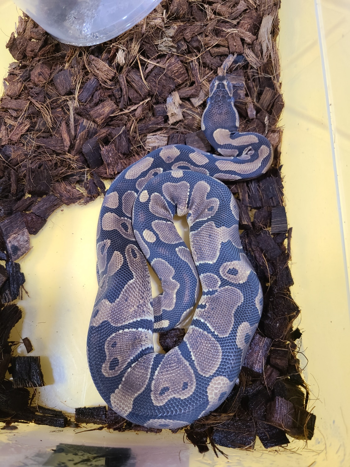 Normal Ball Python by Spoonman Kreations - MorphMarket
