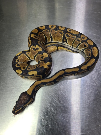Normal Ball Python by Spoonman Kreations