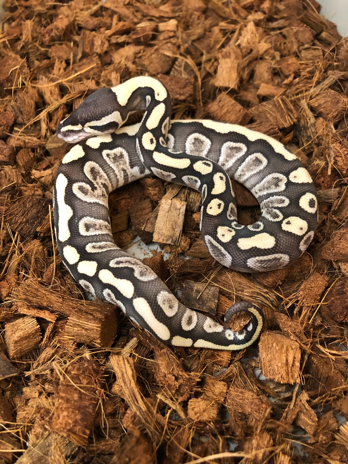 Eyeless Lesser GHI 50% Het Clown Ball Python by Seymour Snakes ...