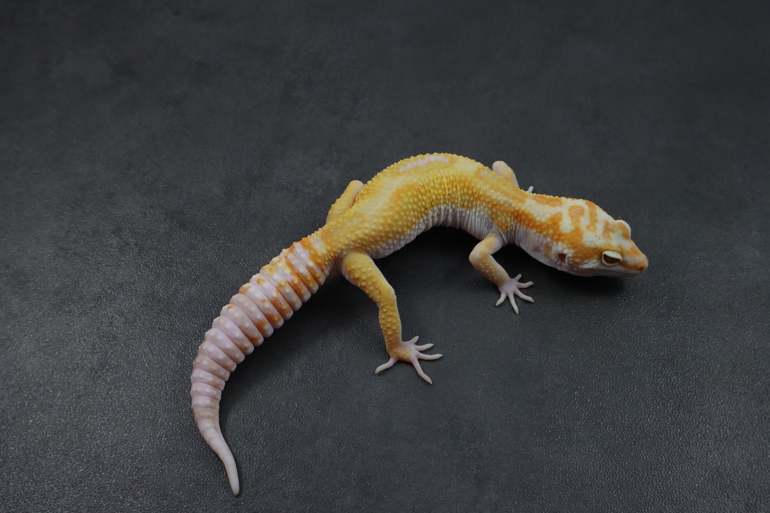 Tangerine Tremper 66 Eclipse Leopard Gecko by Spring Hill Geckos