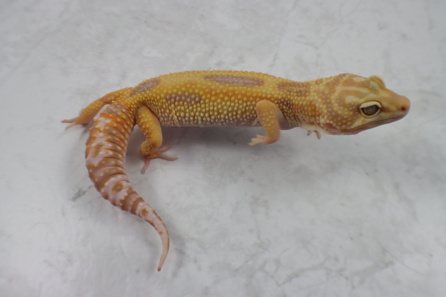 Tangerine Tremper Profile Picture